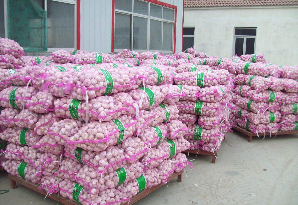 專業大蒜加工與進出口服務，工廠直供，規格齊全